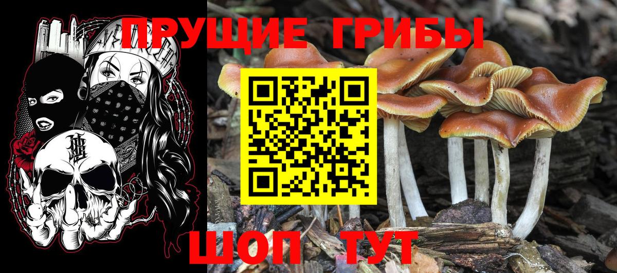 Псилоцибиновые грибы мицелий Саяногорск